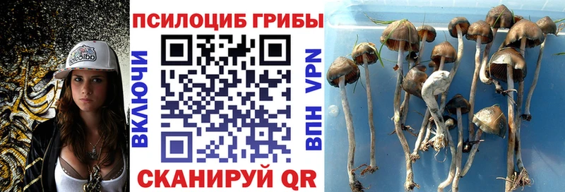 Псилоцибиновые грибы ЛСД  Камбарка 